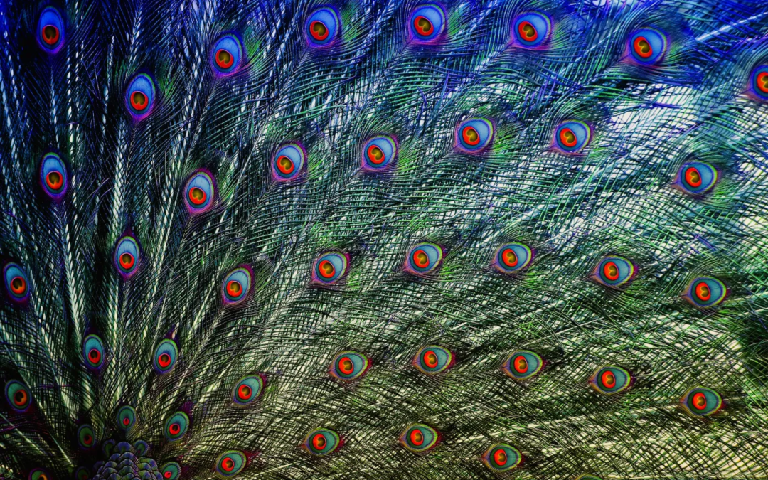 Wie is de gelukkigste vogel ter wereld?