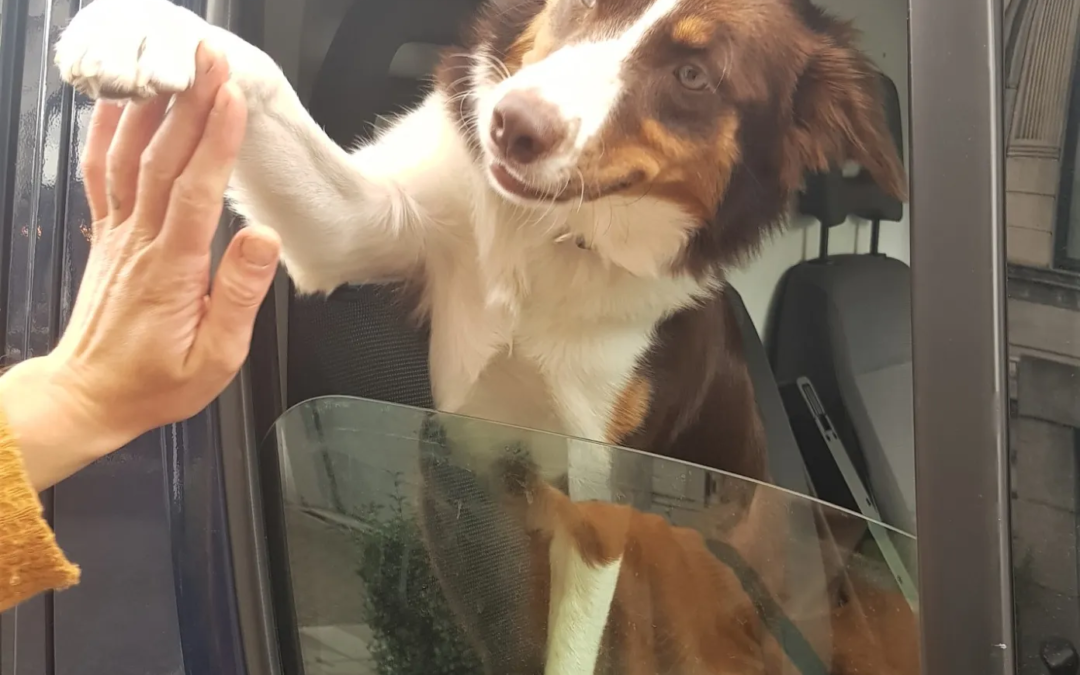 Anna trekt met haar man Sander en hun hond Ari door Europa: ‘Ik kon geen hoofd meer bieden aan de complexiteit’